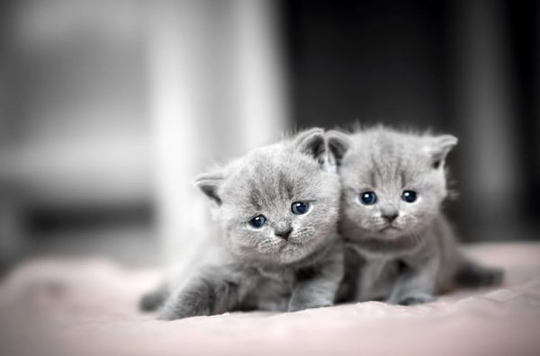 Kleinanzeigen Katzen erstausstattung