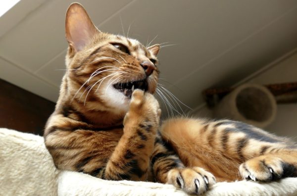 Katze leckt sich, Einzelgänger