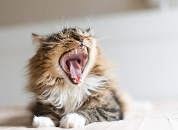 Katze und Löwen, Zahnpflege