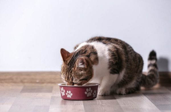 Katze futter fehler Ernährung