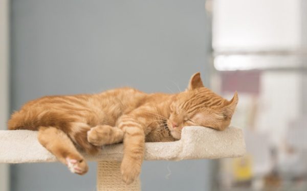 Katze Schlafplatz