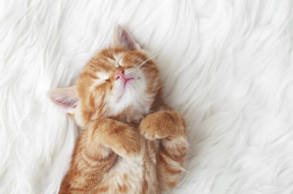 Erste katze glücklich erstausstattung