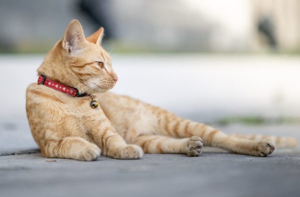 Katze gefahren im alltag, krank