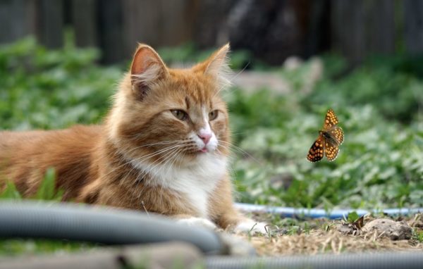 Katze bringt tote Tiere