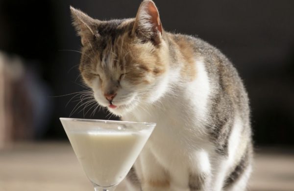 Katzen trinken Milch