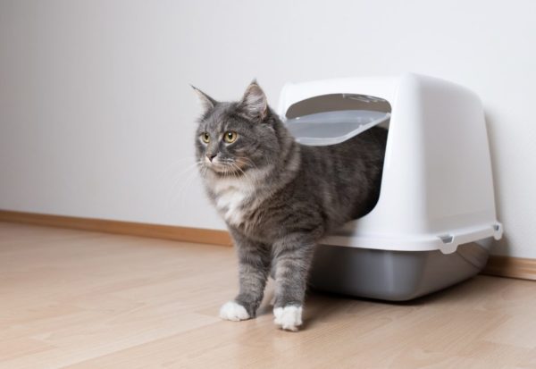 Katze Umzug neue Umgebung