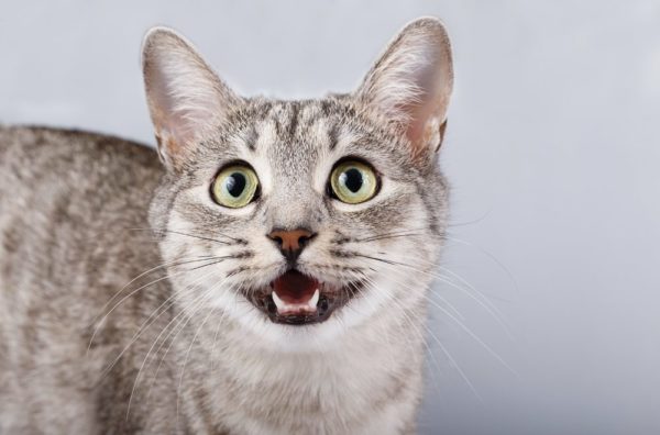 Katze spricht mit dir