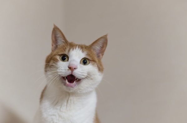 Katze miaut